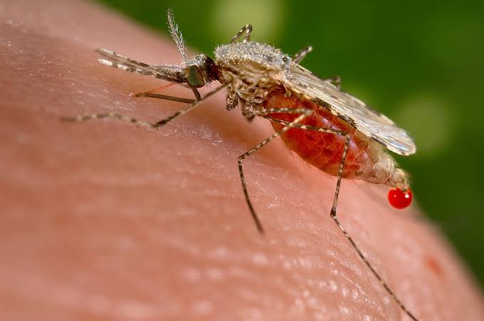 Scientists say Mosquitoes can feel toxins with their legs