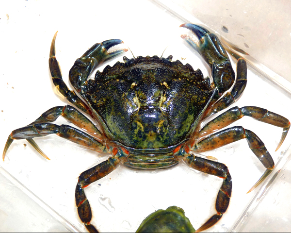 The Shells Of Dungeness Crabs at Sea Acidification Is Literally Melting