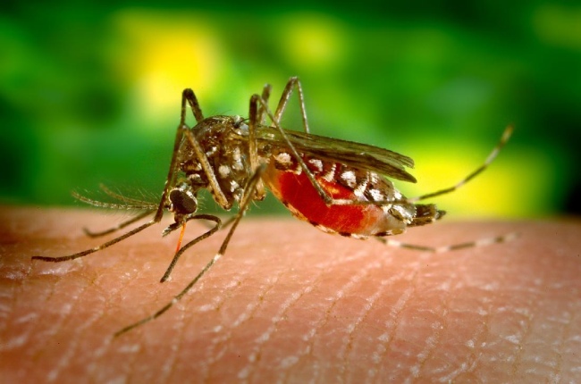 Best tips that can help to get better from dengue faster