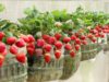 According to the FDA, strawberries are most likely to blame for the hepatitis A outbreak