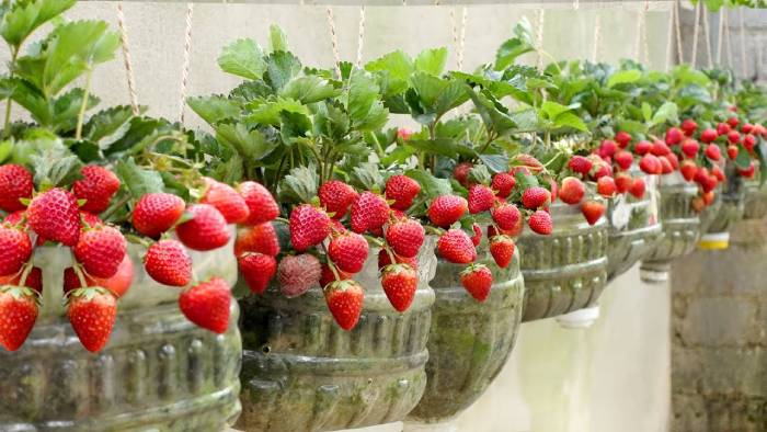 According to the FDA, strawberries are most likely to blame for the hepatitis A outbreak