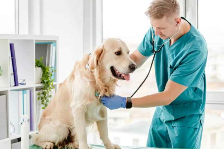 World Veterinary Day 2023: Everything You Need to Know