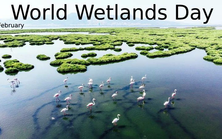 World Wetlands Day in 2024: what exactly are wetlands? Everything you need to know