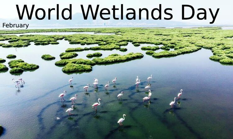 World Wetlands Day in 2024: what exactly are wetlands? Everything you need to know