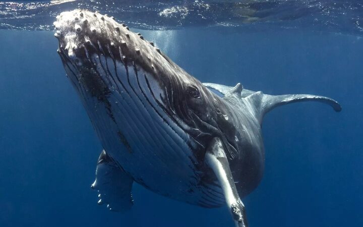 Do Whales Communicate Like Human? New Study Suggests They Might