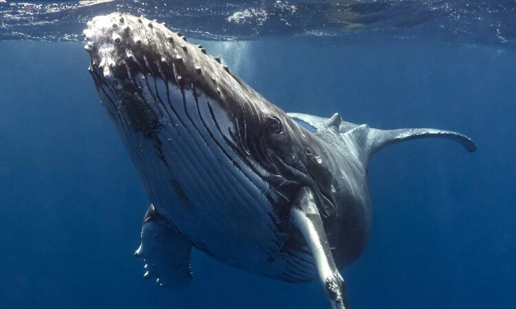 Do Whales Communicate Like Human? New Study Suggests They Might
